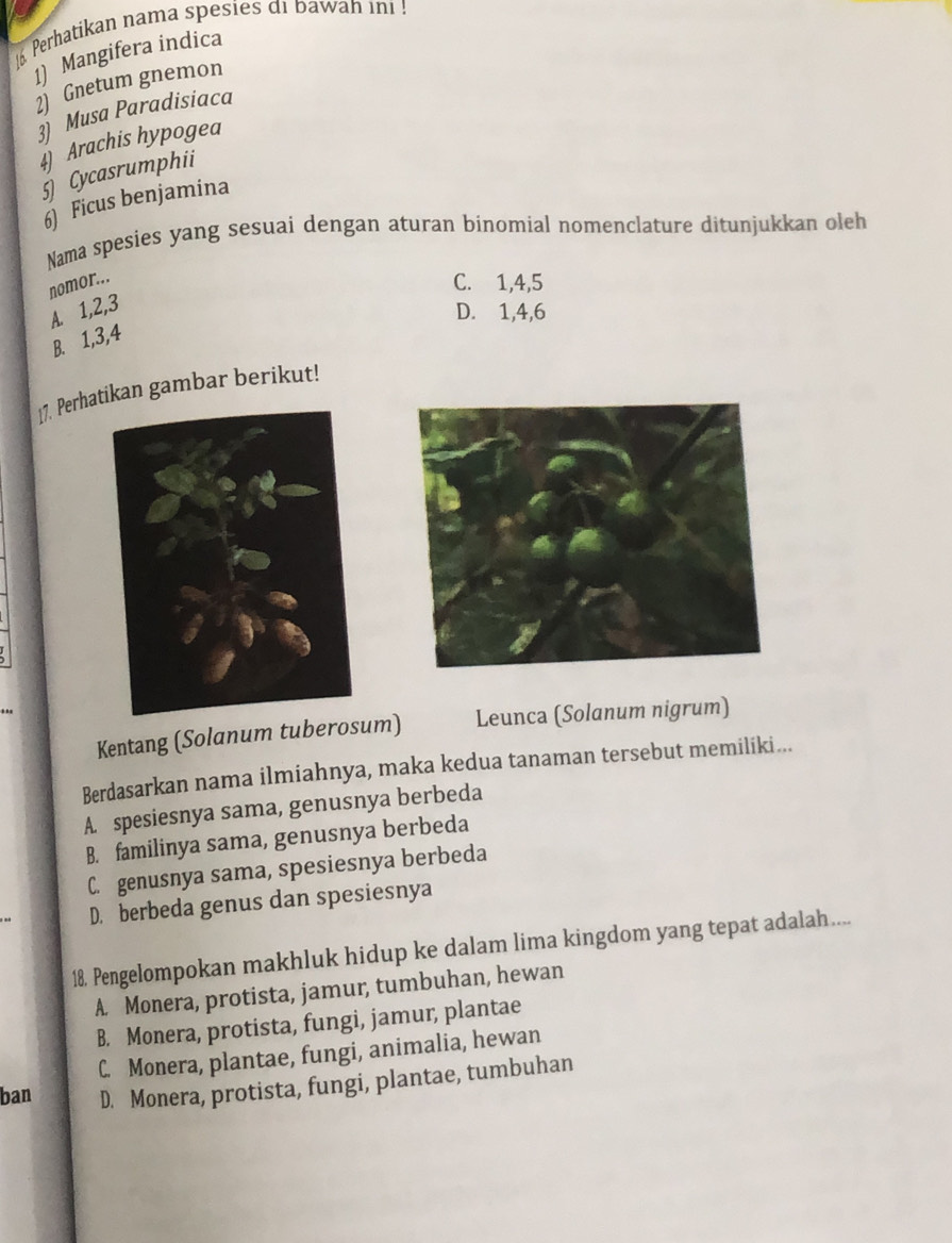 Perhatikan nama spesies di bawan ini !
1) Mangifera indica
2) Gnetum gnemon
3) Musa Paradisiaca
Arachis hypogea
Cycasrumphii
6) Ficus benjamina
Nama spesies yang sesuai dengan aturan binomial nomenclature ditunjukkan oleh
nomor...
C. 1, 4, 5
A. 1, 2, 3
D. 1, 4, 6
B. 1, 3, 4
17. Perhaikan gambar berikut!
Kentang (Solanum tuberosum) Leunca (Solanum nigrum)
Berdasarkan nama ilmiahnya, maka kedua tanaman tersebut memiliki...
A spesiesnya sama, genusnya berbeda
B. familinya sama, genusnya berbeda
C. genusnya sama, spesiesnya berbeda
D. berbeda genus dan spesiesnya
18. Pengelompokan makhluk hidup ke dalam lima kingdom yang tepat adalah....
A. Monera, protista, jamur, tumbuhan, hewan
B. Monera, protista, fungi, jamur, plantae
C. Monera, plantae, fungi, animalia, hewan
ban D. Monera, protista, fungi, plantae, tumbuhan