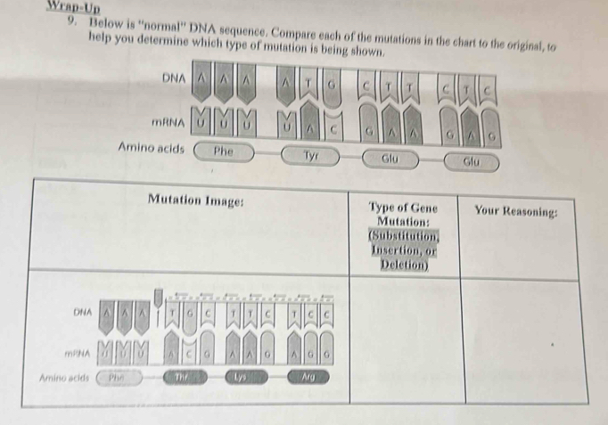 Wrap-Up 
9. Below is “normal'' DNA sequence. Compare each of the mutations in the chart to the original, to 
help you determine which type of mutation is being shown. 
DNA ^ A ^ ^ T G C T T C T C 
mRNA U U U U ^ C G ^ ^ G ^ G 
Amino acids Phe Tyr Glu Glu