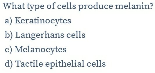 What type of cells produce melanin?
a) Keratinocytes
b) Langerhans cells
c) Melanocytes
d) Tactile epithelial cells