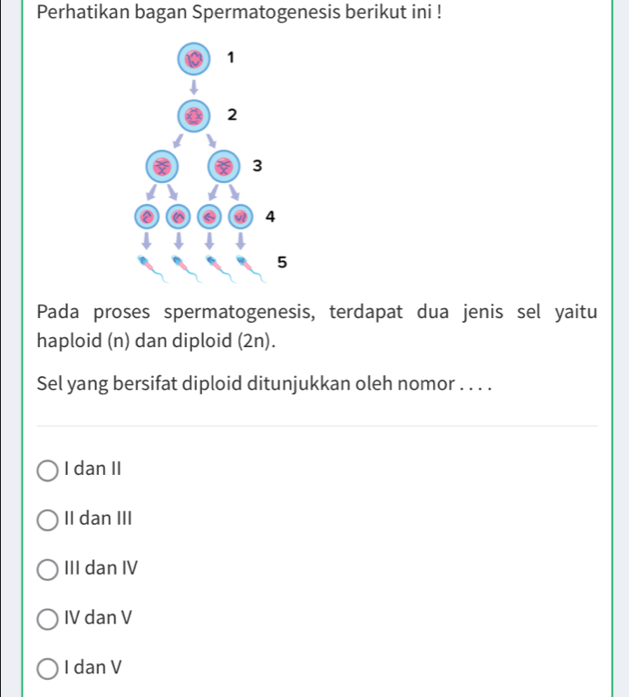 Perhatikan bagan Spermatogenesis berikut ini !
Pada proses spermatogenesis, terdapat dua jenis sel yaitu
haploid (n) dan diploid (2n).
Sel yang bersifat diploid ditunjukkan oleh nomor . . . .
I dan II
II dan III
III dan IV
IV dan V
I dan V