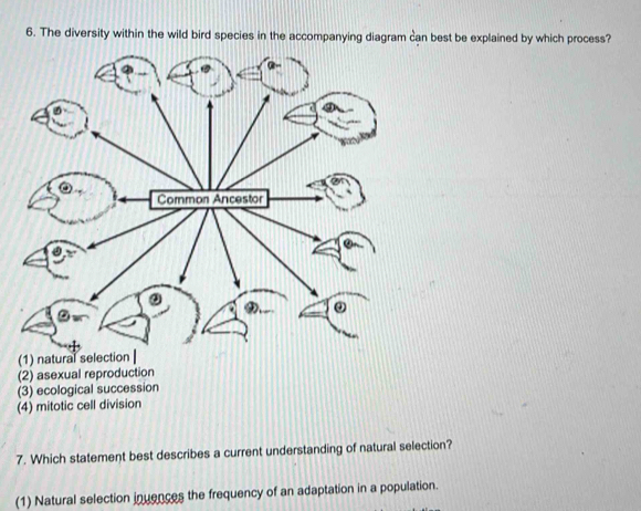 The diversity within the wild bird species in the accompanying diagram can best be explained by which process?
(2) asexual reproduction
(3) ecological succession
(4) mitotic cell division
7. Which statement best describes a current understanding of natural selection?
(1) Natural selection inuences the frequency of an adaptation in a population.