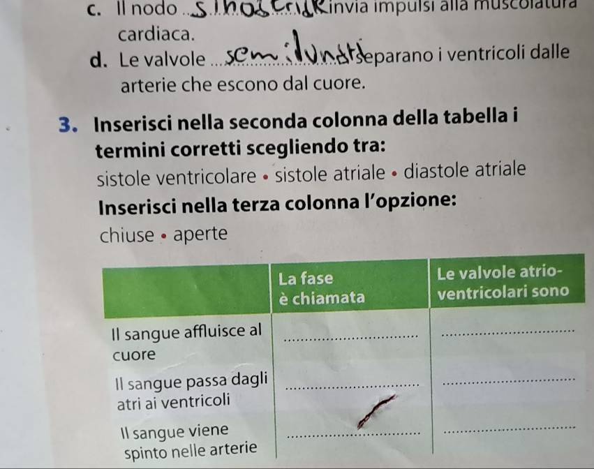 ll nodo_ invia impuísi alla muscolatura 
cardiaca. 
d. Le valvole _separano i ventricoli dalle 
arterie che escono dal cuore. 
3. Inserisci nella seconda colonna della tabella i 
termini corretti scegliendo tra: 
sistole ventricolare • sistole atriale • diastole atriale 
Inserisci nella terza colonna l’opzione: 
chiuse • aperte