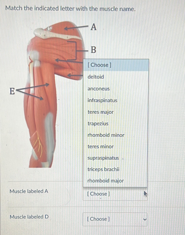 Match the indicated letter with the muscle name.
A
B
[ Choose ]
deltoid
E
anconeus
infraspinatus
teres major
trapezius
rhomboid minor
teres minor
supraspinatus .
triceps brachii
rhomboid major
Muscle labeled A [ Choose ]
Muscle labeled D [ Choose ]