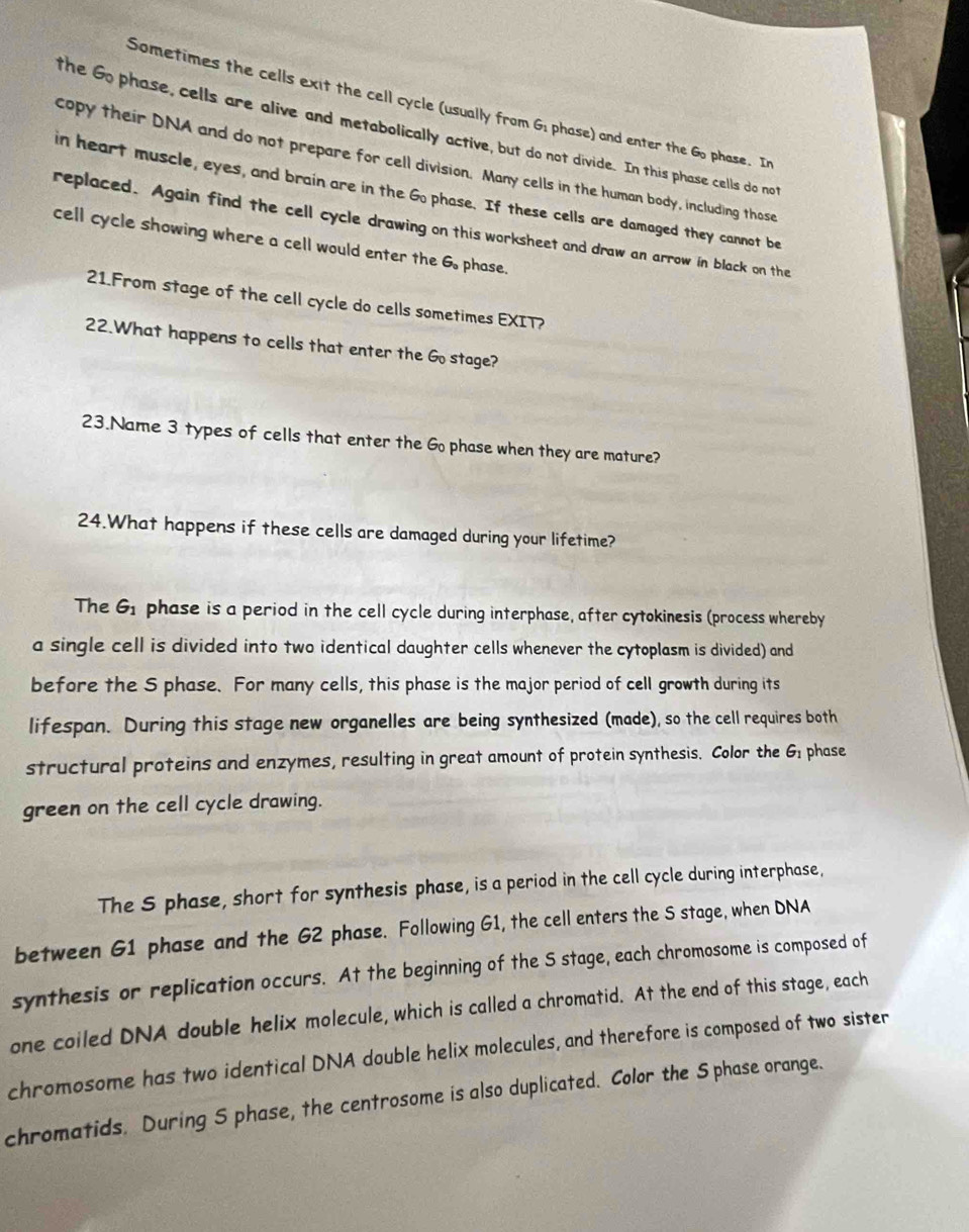 Sometimes the cells exit the cell cycle (usually from G: phase) and enter the Go phase. In 
the Go phase, cells are alive and metabolically active, but do not divide. In this phase cells do not 
copy their DNA and do not prepare for cell division. Many cells in the human body, including those 
in heart muscle, eyes, and brain are in the Go phase. If these cells are damaged they cannot be 
replaced. Again find the cell cycle drawing on this worksheet and draw an arrow in black on the 
cell cycle showing where a cell would enter the 6 phase. 
21.From stage of the cell cycle do cells sometimes EXIT? 
22.What happens to cells that enter the Go stage? 
23.Name 3 types of cells that enter the Go phase when they are mature? 
24.What happens if these cells are damaged during your lifetime? 
The G_1 phase is a period in the cell cycle during interphase, after cytokinesis (process whereby 
a single cell is divided into two identical daughter cells whenever the cytoplasm is divided) and 
before the S phase. For many cells, this phase is the major period of cell growth during its 
lifespan. During this stage new organelles are being synthesized (made), so the cell requires both 
structural proteins and enzymes, resulting in great amount of protein synthesis. Color the G: phase 
green on the cell cycle drawing. 
The S phase, short for synthesis phase, is a period in the cell cycle during interphase, 
between G1 phase and the G2 phase. Following G1, the cell enters the S stage, when DNA 
synthesis or replication occurs. At the beginning of the S stage, each chromosome is composed of 
one coiled DNA double helix molecule, which is called a chromatid. At the end of this stage, each 
chromosome has two identical DNA double helix molecules, and therefore is composed of two sister 
chromatids. During S phase, the centrosome is also duplicated. Color the S phase orange.