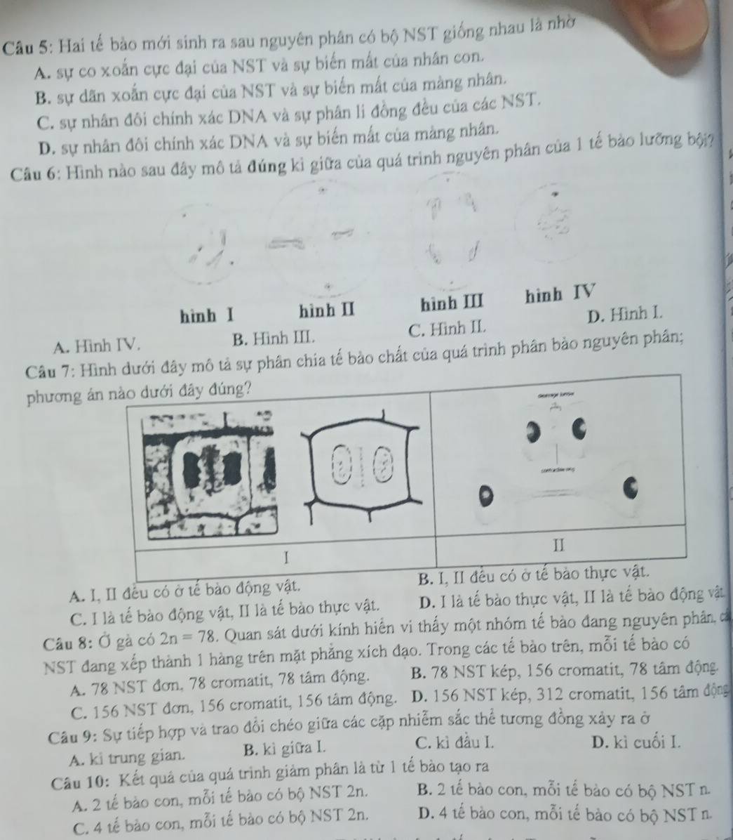 Hai tế bào mới sinh ra sau nguyên phân có bộ NST giống nhau là nhớ
A. sự co xoắn cực đại của NST và sự biển mất của nhân con.
B. sự dãn xoắn cực đại của NST và sự biển mất của màng nhân.
C. sự nhân đôi chính xác DNA và sự phân li đồng đều của các NST.
D. sự nhân đôi chính xác DNA và sự biến mắt của màng nhân.
Câu 6: Hình nào sau đây mô tả đúng kì giữa của quá trình nguyên phân của 1 tế bào lưỡng bội?
hình I hình II hình III hình IV
A. Hình IV. B. Hình III. C. Hình II D. Hình I.
Câu 7: Hình dưới đây mô tả sự phân chia tế bào chất của quá trình phân bảo nguyên phân;
phương án nào dưới đây đúng?
I
A. I, II đều có ở tế bào động vật. B. I, II đếu có ở tế bào thực vật.
C. I là tế bào động vật, II là tế bào thực vật. D. I là tế bào thực vật, II là tế bào động vật
âu 8: Ở gà có 2n=78. Quan sát dưới kính hiển vi thấy một nhóm tế bào đang nguyên phân, cá
NST đang xếp thành 1 hàng trên mặt phẳng xích đạo. Trong các tế bào trên, mỗi tế bào có
A. 78 NST đơn, 78 cromatit, 78 tâm động. B. 78 NST kép, 156 cromatit, 78 tâm động.
C. 156 NST đơn, 156 cromatit, 156 tâm động. D. 156 NST kép, 312 cromatit, 156 tâm động
Câu 9: Sự tiếp hợp và trao đổi chéo giữa các cặp nhiễm sắc thể tương đồng xảy ra ở
A. ki trung gian. B. kì giữa I.
C. kì đầu I. D. kì cuối I.
Câu 10: Kết quả của quá trình giảm phân là từ 1 tế bào tạo ra
A. 2 tế bào con, mỗi tế bào có bộ NST 2n. B. 2 tế bào con, mỗi tế bào có bộ NST n.
C. 4 tế bào con, mỗi tế bào có bộ NST 2n. D. 4 tế bào con, mỗi tế bào có bộ NST n