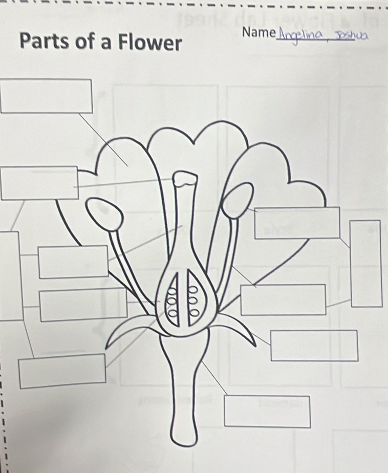 Parts of a Flower 
_ 
Name