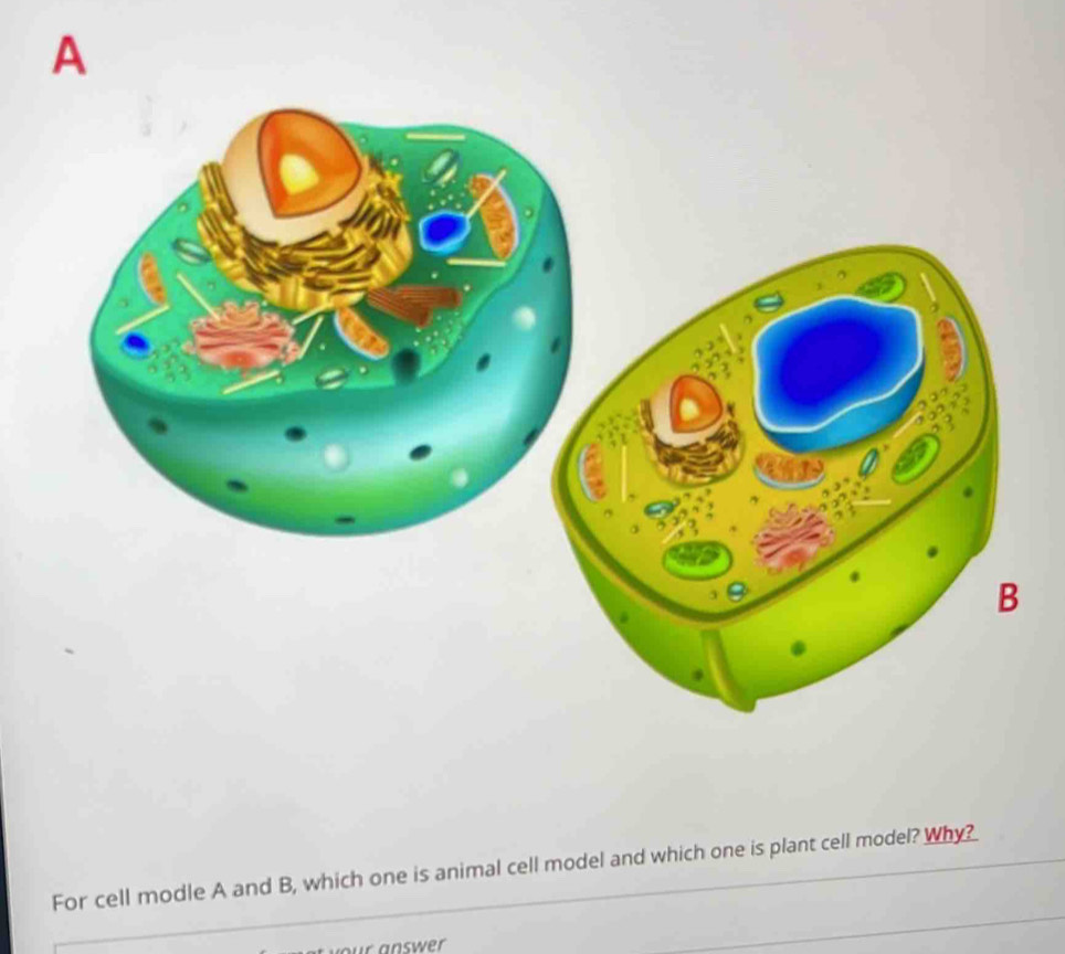 A 
For cell modle A and B, which one is animal cell model and which one is plant cell model? Why? 
r answer