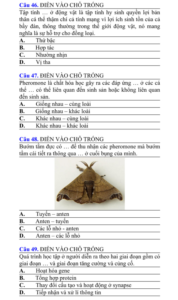 ĐIÈN VÀO CHỗ TRÓNG
Tập tính ... ở động vật là tập tính hy sinh quyền lợi bản
thân cá thể thậm chí cả tính mạng vì lợi ích sinh tồn của cả
bầy đàn, thông thường trong thế giới động vật, nó mang
nghĩa là sự hỗ trợ cho đồng loại.
A. Thứ bậc
B. Hợp tác
C. Nhường nhịn
D. Vị tha
Câu 47. ĐIÈN VÀO CHỗ TRỐNG
Pheromone là chất hóa học gây ra các đáp ứng ... ở các cá
thể ... có thể liên quan đến sinh sản hoặc không liên quan
đến sinh sản.
A. Giống nhau - cùng loài
B. Giống nhau - khác loài
C. Khác nhau - cùng loài
D. Khác nhau - khác loài
Câu 48. ĐIÈN VÀO CHỗ TRÓNG
Bướm tằm đực có ... để thu nhận các pheromone mà bướm
tằm cái tiết ra thông qua . ở cuối bụng của mình.
A. Tuyến - anten
B. Anten - tuyến
C. Các lỗ nhỏ - anten
D. Anten - các lỗ nhỏ
Câu 49. ĐIÈN VÀO CHỗ TRỐNG
Quá trình học tập ở người diễn ra theo hai giai đoạn gồm có
giai đoạn ... và giai đoạn tăng cường và củng cố.
A. Hoạt hóa gene
B. Tổng hợp protein
C. Thay đồi cấu tạo và hoạt động ở synapse
D. Tiếp nhận và xử lí thông tin