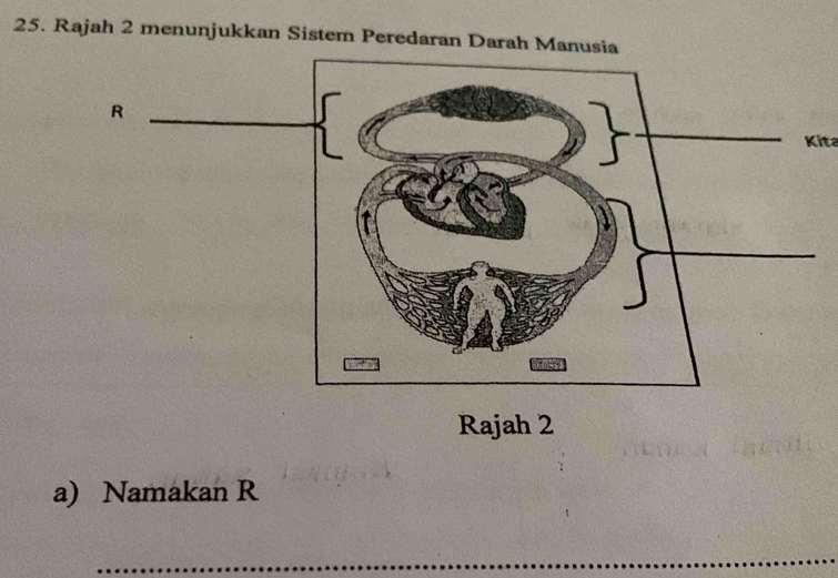 Rajah 2 menunjukkan Sistem Peredaran Darah Manu 
Kita 
Rajah 2 
a) Namakan R
_