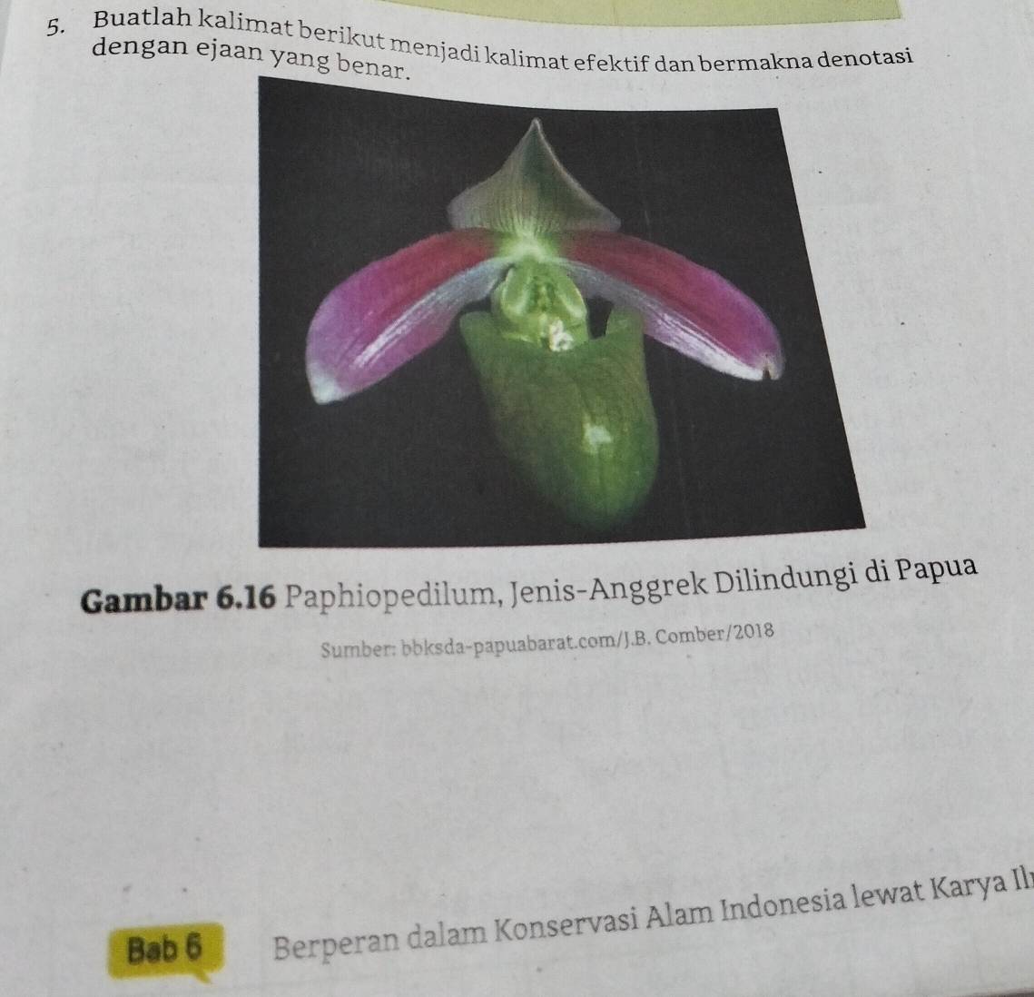 Buatlah kalimat berikut menjadi kalimat efektif dan bermakna denotasi 
dengan ejaan yang be 
Gambar 6.16 Paphiopedilum, Jenis-Anggrek Dilindungi di Papua 
Sumber: bbksda-papuabarat.com/J.B. Comber/2018 
Bab 6 Berperan dalam Konservasi Alam Indonesia lewat Karya Ili