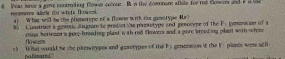 Peas have a gene controlling flower colour. R is the dommnant allale for red flowers and r is the 
recessive allele for white Nowers. 
a) What will be the phienotype of a flower with the genotype Rr? 
b) Construct a generic diigram to predict the phenotype and genotype of the F_1 gencration of 
cross between a pure-breeding plant with red flowers and a pure breeding plant with white 
Nowers. 
c) What would be the phenotypes and genotypes of the n a generation if the F plants were 5cif
pollnated ?