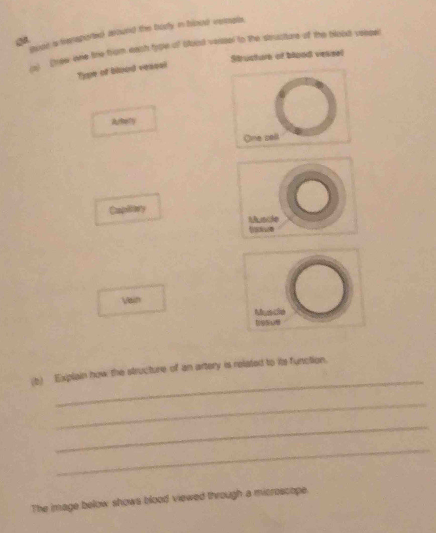 soed a tensported aound the body in hlood veieple. 
Q. 
(a) (frew ohe tihe from each troe of bluat versel to the structure of the blood veasel 
Structure of blood vessel 
Type of blood vessal 
Arbefy 
One sell 
Capliory 
M acle 
[[] 
Vain 
Muscle 
_ 
(b) Explain how the structure of an artery is related to its function. 
_ 
_ 
_ 
The image below shows blood viewed through a microscope.