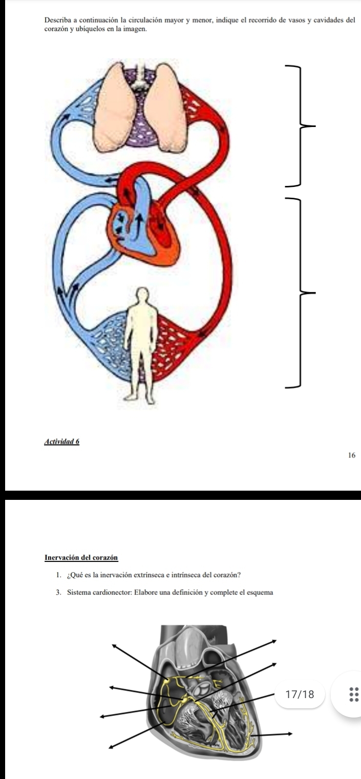 Describa a continuación la circulación mayor y menor, indique el recorrido de vasos y cavidades del 
corazón y ubíquelos en la imagen. 
Actividad 6 
16 
Inervación del corazón 
1 ¿Qué es la inervación extrínseca e intrínseca del corazón? 
3. Sistema cardionector: Elabore una definición y complete el esquema