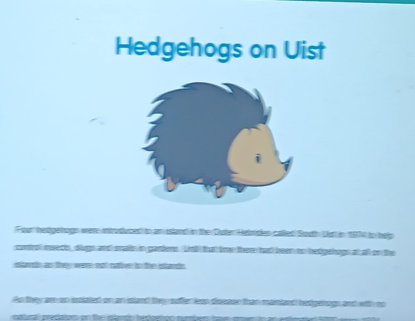 Hedgehogs on Uist