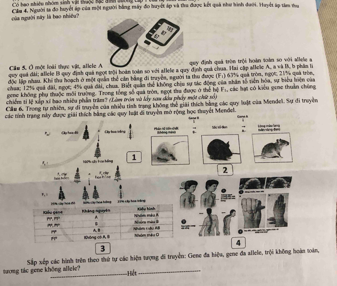 Có bao nhiệu nhóm sinh vật thuộc bạc đình đường cấp 1 cui 1
Câu 4. Người ta đo huyết áp của một người bằng máy đo huyết áp và thu được kết quả như hình dưới. Huyết áp tâm thu
của người này là bao nhiêu?
Câu 5. Ở một loài thực vật, allele quy định quả tròn trội hoàn toàn so với allele a
quy quả dài; allele B quy định quả ngọt trội hoàn toàn so với allele a quy định quả chua. Hai cặp allele A, a và B, b phân li
độc lập nhau. Khi thu hoạch ở một quần thể cân bằng di truyền, người ta thu được (F_1) 63% quả tròn, ngọt; 21% quả tròn,
chua; 12% quả dài, ngọt; 4% quả dài, chua. Biết quản thể không chịu sự tác động của nhân tố tiến hóa, sự biểu hiện của
gene không phụ thuộc môi trường. Trong tổng số quả tròn, ngọt thu được ở thế hệ F_1 , các hạt có kiểu gene thuần chủng
chiếm ti lệ xấp xỉ bao nhiêu phần trăm? (Làm tròn và lấy sau dấu phầy một chữ số)
Câu 6. Trong tự nhiên, sự di truyền của nhiều tính trạng không thể giải thích bằng các quy luật của Mendel. Sự di truyền
các tính trạng này được giải thích bằng các quy luật di truyền mở rộng học thuyết Mendel.
Gene B Gene A
Pur: Cây hoa đỏ Cây hoa trắng Phân tử tiền chất  Sắc tố đen : Lồng màu lang (vân vàng đen)
F_1:
100% cây hoa hồng 1
F, cây
2
hoa hing
4
Sắp xếp các hình trên theo thứ tự các hiện tượng di truyền: Gene đa hiệu, gene đa allele, trội không hoàn toàn,
tương tác gene không allele?
_-Hết
_
