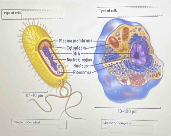 Ty 
Simple or Complex? Simple or Complex?