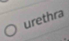 urethra