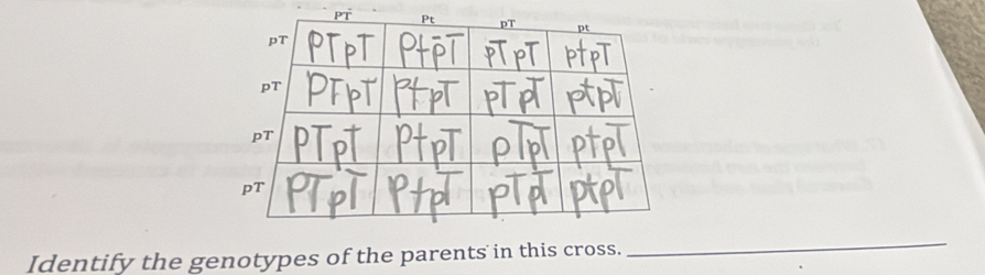 Identify the genotypes of the parents in this cross. 
_