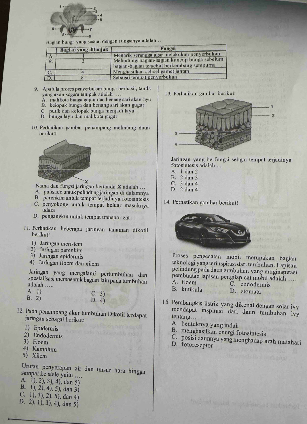 7
9
Bagian bunga yang sesuaí dengan fungsinya adalah 
9. Apabila proses penyerbukan bunga berhasil, tanda
yang akan segera tampak adalah … 13. Perhatikan gambar berikut
A. mahkota bunga gugur dan benang sari akan layu
B. kelopak bunga dan benang sari akan gugur
C. putik dan kelopak bunga menjadi layu
D. bunga layu dan mahkota gugur
10. Perhatikan gambar penampang melintang daun
berikut! 
Jaringan yang berfungsi sebgai tempat terjadinya
fotosintesis adalah ....
A. 1 dan 2
B. 2 dan 3
X
C. 3 dan 4
Nama dan fungsi jaringan bertanda X adalah .. D. 2 dan 4
A. palisade untuk pelindung jaringan di dalamnya
B. parenkimuntuk tempat terjadinya fotosintesis 14. Perhatikan gambar berikut!
C. penyokong untuk tempat keluar masuknya
udara
D. pengangkut untuk tempat transpor zat
11. Perhatikan beberapa jaringan tanaman dikotil
berikut!
1 Jaringan meristem
2) Jaringan parenkim Proses pengecatan mobil merupakan bagian
3) Jaringan epidermis
4) Jaringan floem dan xilem
teknologi yang terinspirasi dari tumbuhan. Lapisan
pelindung pada daun tumbuhan yang mnginspirasi
Jaringan yang mengalami pertumbuhan dan pembuatan lapisan pengilap cat mobil adalah ….
spesialisasi membentuk bagian lain pada tumbuhan A. floem C. endodermis
adalah …. B. kutikula D. stomata
A. 1) C. 3)
B. 2) D. 4) 15. Pembangkis listrik yang dikenal dengan solar ivy
mendapat inspirasi dari daun tumbuhan ivy
12. Pada penampang akar tumbuhan Dikotil terdapat tentang. . ..
jaringan sebagai berikut: A. bentuknya yang indah
1) Epidermis
B. menghasilkan energi fotosintesis
2) Endodermis
C. posisi daunnya yang menghadap arah matahari
3) Floem
D. fotoreseptor
4) Kambium
5) Xilem
Urutan penyerapan air dan unsur hara hingga
sampai ke stele yaitu …..
A. 1), 2), 3), 4), dan 5)
B. 1), 2), 4), 5), dan 3)
C. 1), 3), 2), 5), dan 4)
D. 2), 1), 3), 4), dan 5)