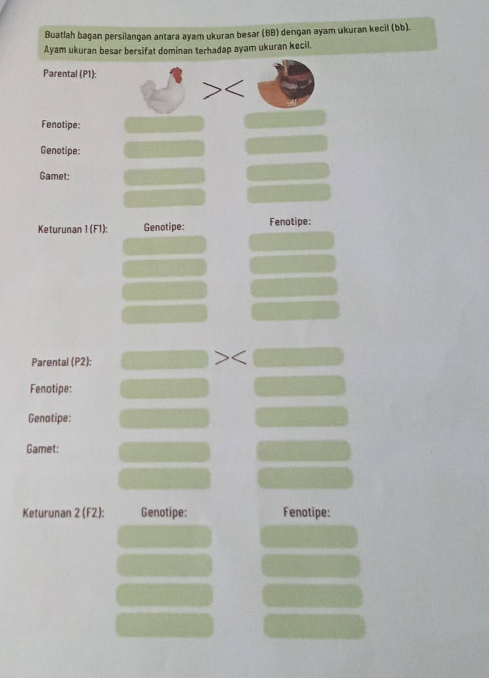 Buatlah bagan persilangan antara ayam ukuran besar (BB) dengan ayam ukuran kecil (bb). 
Ayam ukuran besar bersifat dominan terhadap ayam ukuran kecil. 
Parental (P1): 
Fenotipe: 
Genotipe: 
Gamet: 
Keturunan 1 (F1): Genotipe: Fenotipe: 
Parental (P2): 
Fenotipe: 
Genotipe: 
Gamet: 
Keturunan 2 (F2): Genotipe: Fenotipe: