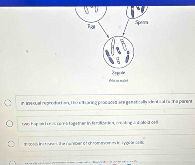 in asexual reproduction, the offspring produced are genetically identical to the parent
two haploid cells come together in fertilization, creating a diploid cell
mitosis increases the number of chromosomes in zygote cells