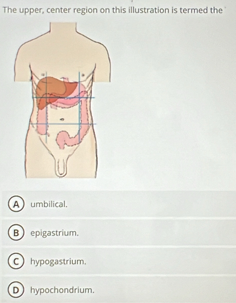 The upper, center region on this illustration is termed the
A umbilical.
B epigastrium.
C hypogastrium.
D hypochondrium.