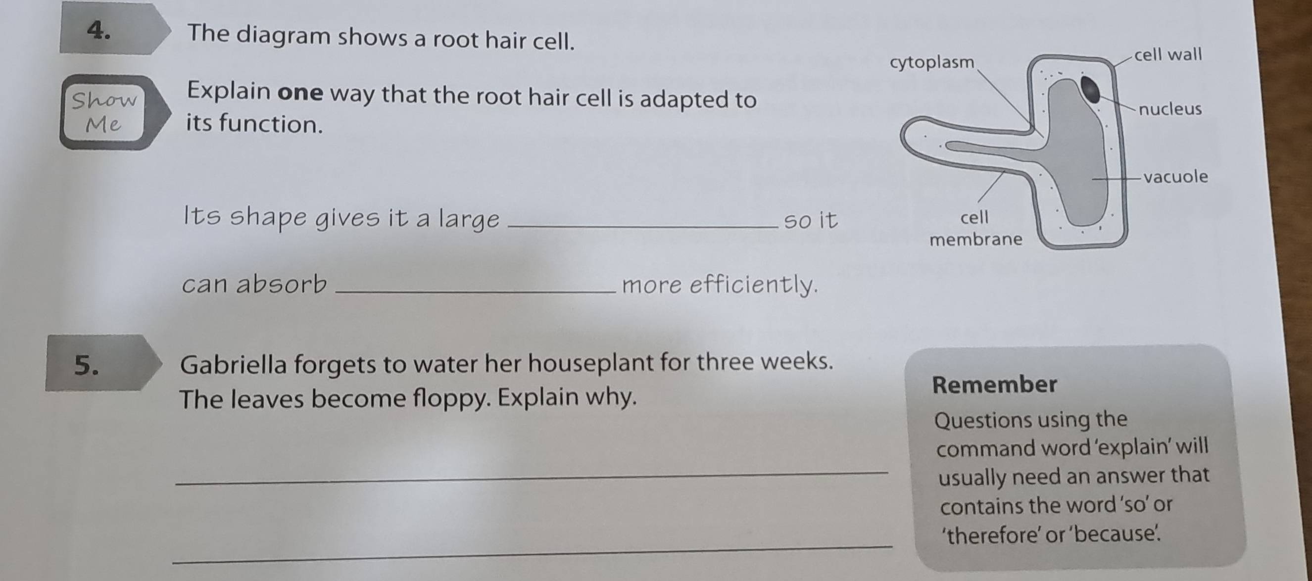 The diagram shows a root hair cell. 
Show Explain one way that the root hair cell is adapted to 
Me its function. 
Its shape gives it a large _so it 
can absorb _more efficiently. 
5. Gabriella forgets to water her houseplant for three weeks. 
The leaves become floppy. Explain why. 
Remember 
Questions using the 
_ 
command word ‘explain’ will 
usually need an answer that 
contains the word ‘so’ or 
_ 
‘therefore’ or ‘because’.