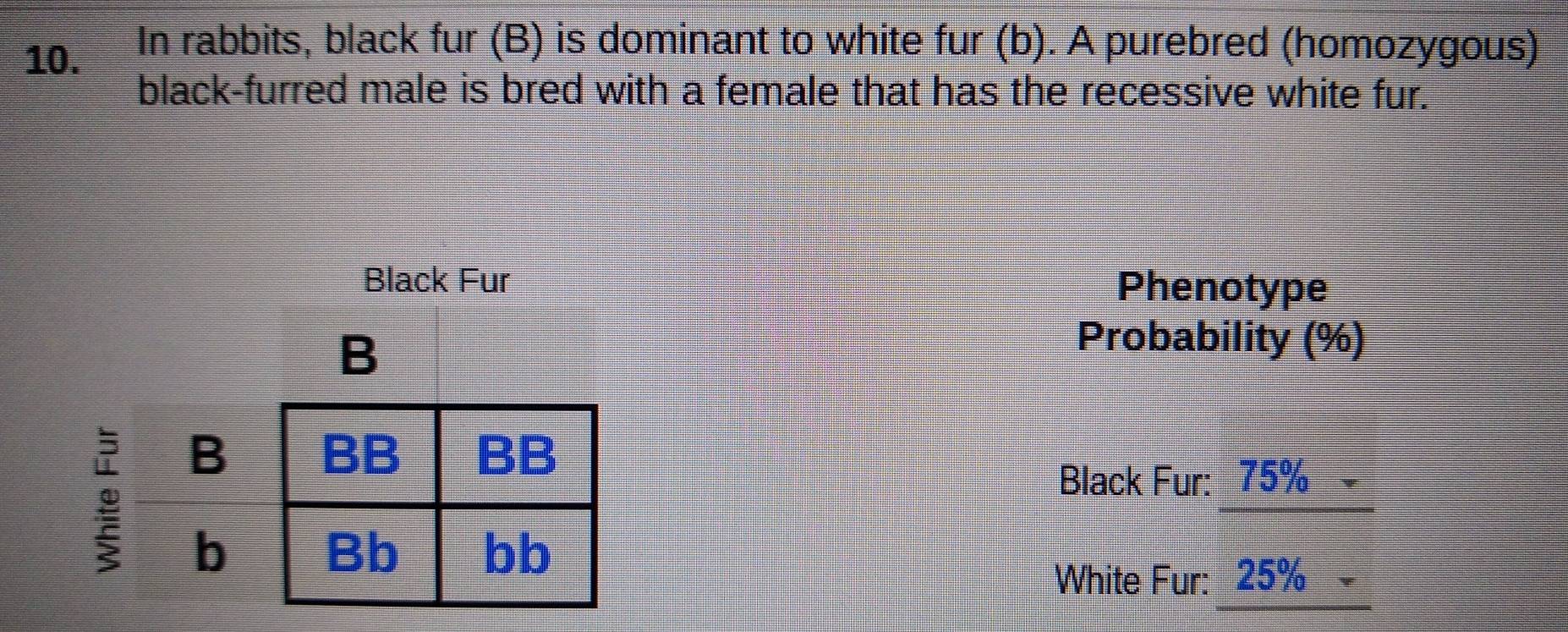 In rabbits, black fur (B) is dominant to white fur (b). A purebred (homozygous) 
black-furred male is bred with a female that has the recessive white fur. 
Black Fur Phenotype 
B 
Probability (%) 
B 
Black Fur: 75%
b 
White Fur: 25%