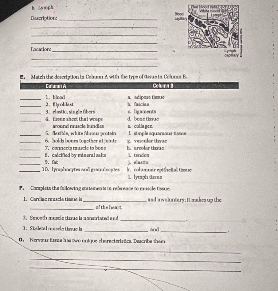 Lymph 
Description: _
_
_
_
Location:_
_
_
E. Match the description in Column A with the type of tissue in Column B.
Column A Column B 
_1. blood a. adipose tissue
_2. Abroblast b.fasciae
_3、elastic, single fibers c. ligaments
_4.tissue sheet that wraps d. bone tissue
around muscle bundles e.collagen
_5. flexible, white fibrous protein f. simple squamous tissue
_6. holds bones together at joints g. vascular tissue
_7. connects muscle to bone h. areolar tissue
_8. calcified by mineral salts 1. tendon
_9、 fat ). elastin
_10. lymphocytes and granulocytes k. columnar epithelial tissue
l. lymph tissue
F. Complete the following statements in reference to muscle tissue.
1. Cardiac muscle tissue is _and involuntary; it makes up the
_of the heart.
_
2. Smooth muscle tissue is nonstriated and
3. Skeletal muscle tissue is _and
_.
G. Nervous tissue has two unique characteristics. Describe them.
_
_
_
_