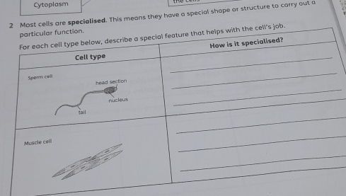 Cytoplasm 
t cells are specialised. This means they have a special shape or structure to carry out a