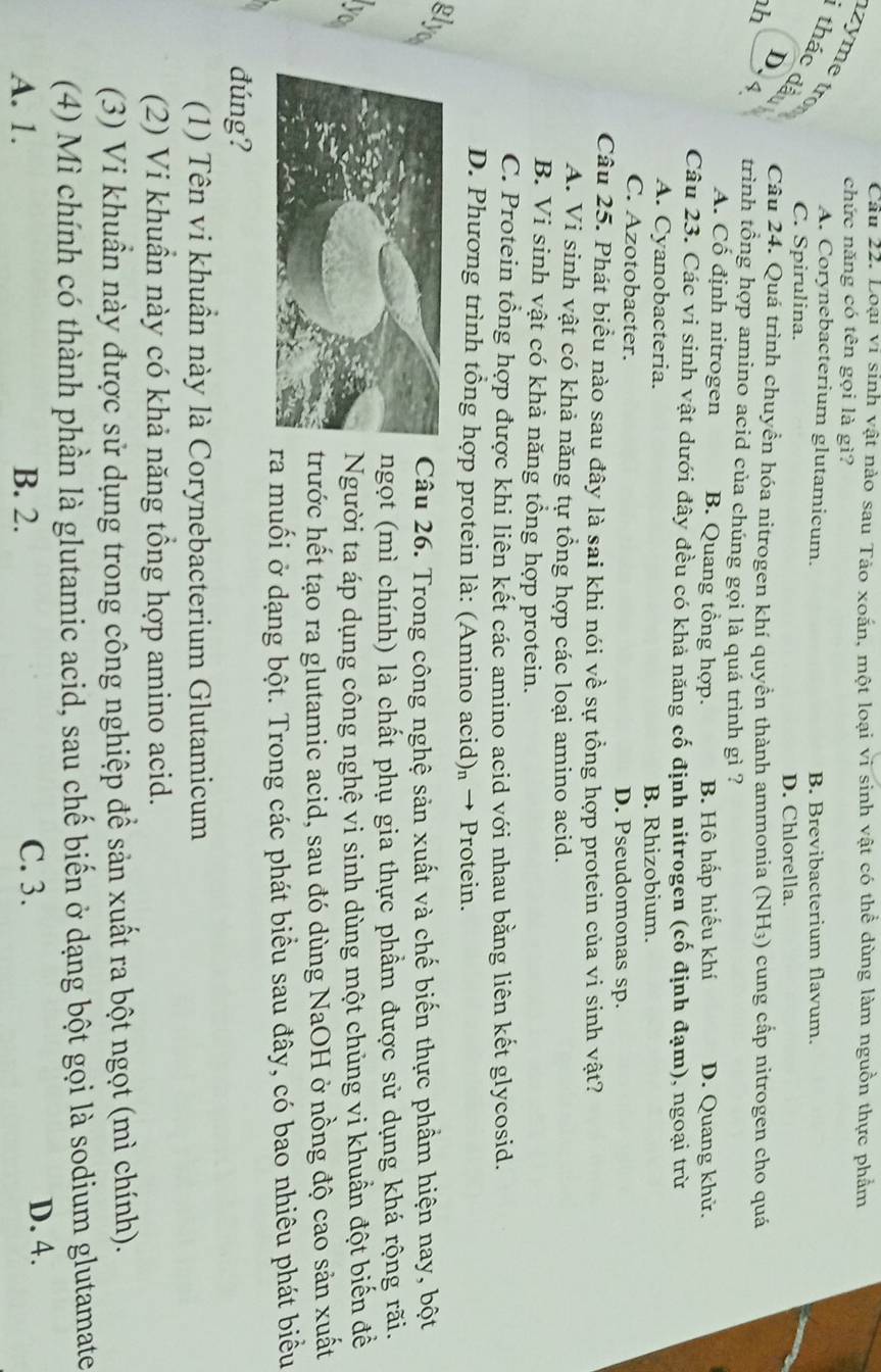 Cầu 22. Loại vi sinh vật nào sau Tảo xoắn, một loại vi sinh vật có thể dùng làm nguồn thực phẩm
chức năng có tên gọi là gì?
zyme tr A. Corynebacterium glutamicum. B. Brevibacterium flavum.
thác đã C. Spirulina.
D. Chlorella.
h
Câu 24. Quá trình chuyền hóa nitrogen khí quyền thành ammonia (NH₃) cung cấp nitrogen cho quá
D. 4 trình tổng hợp amino acid của chúng gọi là quá trình gì ?
A. Cổ định nitrogen B. Quang tổng hợp. B. Hô hấp hiểu khí D. Quang khử.
Câu 23. Các vi sinh vật dưới đây đều có khả năng cố định nitrogen (cố định đạm), ngoại trừ
A. Cyanobacteria. B. Rhizobium.
C. Azotobacter. D. Pseudomonas sp.
Câu 25. Phát biểu nào sau đây là sai khi nói về sự tổng hợp protein của vi sinh vật?
A. Vi sinh vật có khả năng tự tổng hợp các loại amino acid.
B. Vi sinh vật có khả năng tổng hợp protein.
C. Protein tổng hợp được khi liên kết các amino acid với nhau bằng liên kết glycosid.
D. Phương trình tổng hợp protein là: (Amino acid)» → Protein.
Câu 26. Trong công nghệ sản xuất và chế biến thực phẩm hiện nay, bột
ngọt (mì chính) là chất phụ gia thực phẩm được sử dụng khá rộng rãi.
Người ta áp dụng công nghệ vi sinh dùng một chủng vi khuẩn đột biến đề
rước hết tạo ra glutamic acid, sau đó dùng NaOH ở nồng độ cao sản xuất
a muối ở dạng bột. Trong các phát biểu sau đây, có bao nhiêu phát biểu
đúng?
(1) Tên vi khuần này là Corynebacterium Glutamicum
(2) Vi khuần này có khả năng tổng hợp amino acid.
(3) Vi khuần này được sử dụng trong công nghiệp để sản xuất ra bột ngọt (mì chính).
(4) Mì chính có thành phần là glutamic acid, sau chế biến ở dạng bột gọi là sodium glutamate
A. 1. B. 2. C. 3. D. 4.