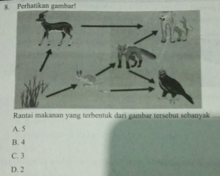 Perhatikan gambar!
Rantai makanan yang terbentuk dari gambar tersebut sebanyak ….
A. 5
B. 4
C. 3
D. 2