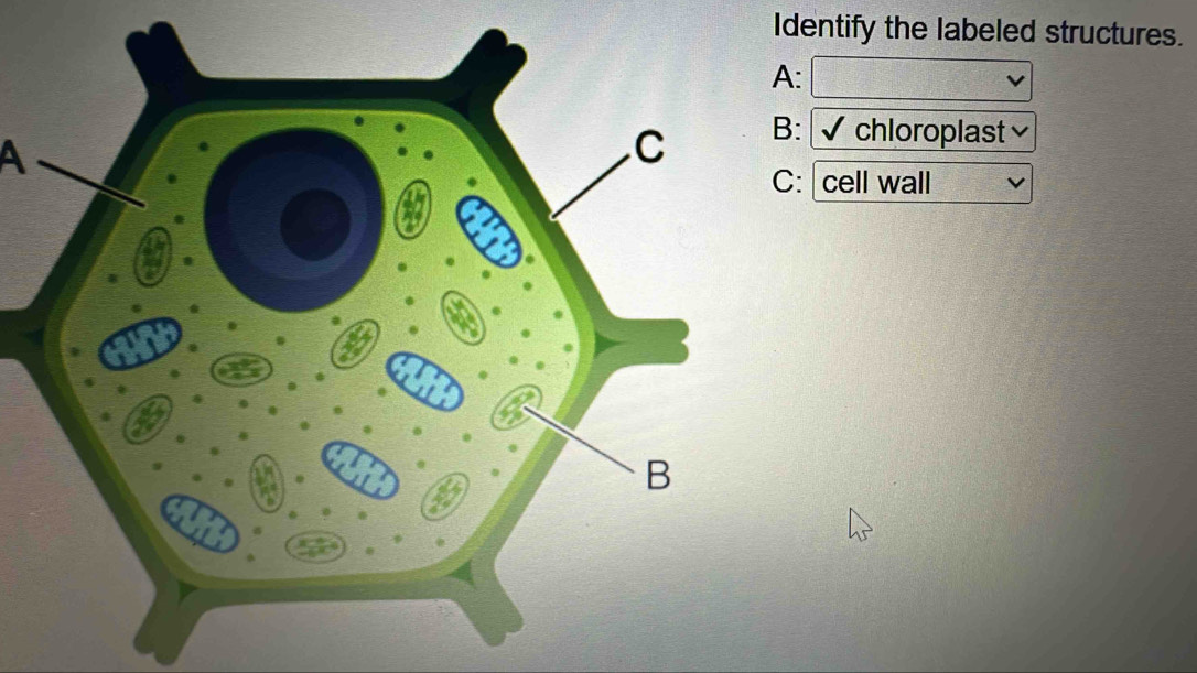 Solved: Identify the labeled structures. A: A C B: √ chloroplast C ...