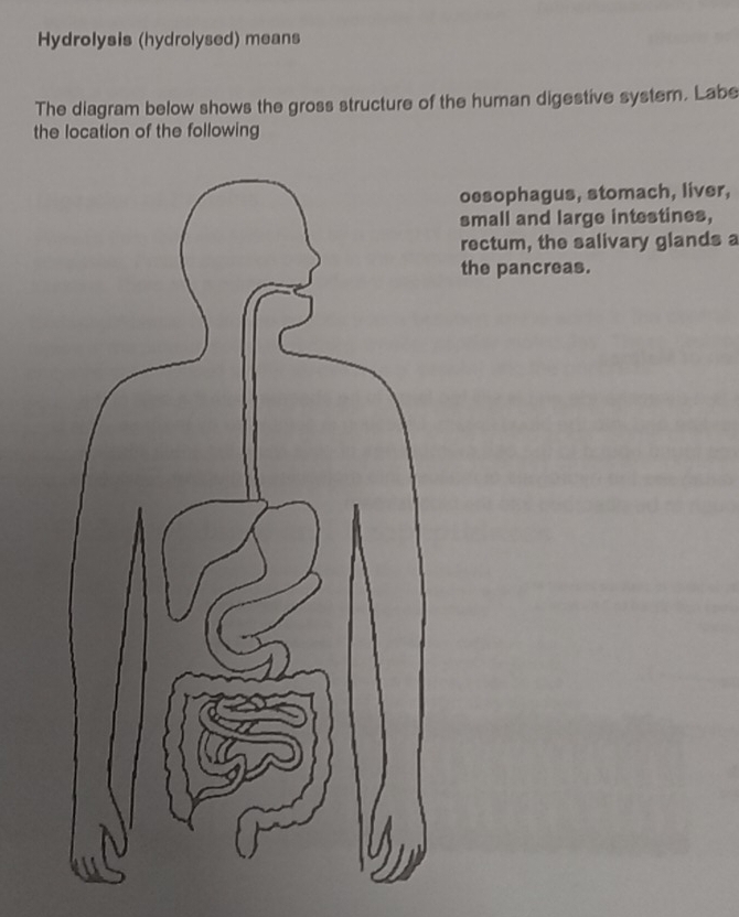 Hydrolysis (hydrolysed) means 
The diagram below shows the gross structure of the human digestive systern. Labe 
the location of the following 
oesophagus, stomach, liver, 
small and large intestines, 
rectum, the salivary glands a 
the pancreas.