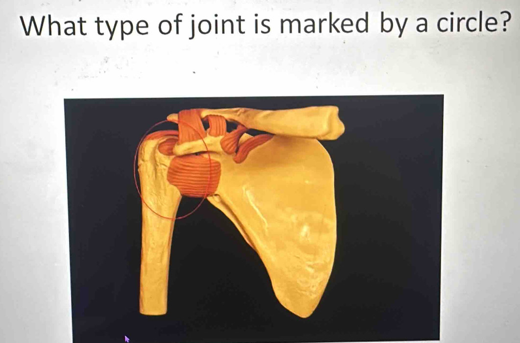 What type of joint is marked by a circle?