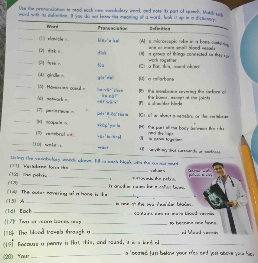 Use the pronunciation to read each new vocabulary word, and note its part of speech. Match each 
word with its definition. If 
above, fill in each blank with the correct word. 
(11) Vertebrae form the _column. Doctor with 
(12) The pelvic _surrounds the pelvis. pelvis X-ray 
(13) _is another name for a collar bone. 
(14) The outer covering of a bone is the _、 
(15) A_ is one of the two shoulder blades. 
(16) Each _contains one or more blood vessels. 
(17) Two or more bones may _to become one bone. 
(18) The blood travels through a _of blood vessels. 
(19) Because a penny is flat, thin, and round, it is a kind of_ 
. 
(20) Your 
_is located just below your ribs and just above your hips.