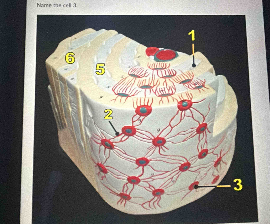 Name the cell 3.