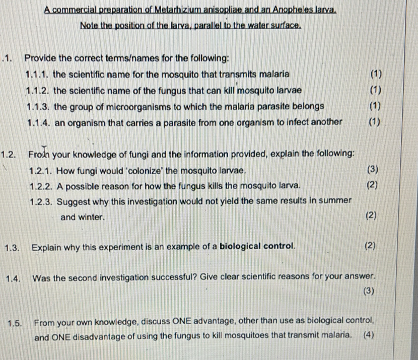 A commercial preparation of Metarhizium anisopliae and an Anopheles larva. 
Note the position of the larva, parallel to the water surface. 
.1. Provide the correct terms/names for the following: 
1.1.1. the scientific name for the mosquito that transmits malaria (1) 
1.1.2. the scientific name of the fungus that can kill mosquito larvae (1) 
1.1.3. the group of microorganisms to which the malaria parasite belongs (1) 
1.1.4. an organism that carries a parasite from one organism to infect another (1) 
1.2. From your knowledge of fungi and the information provided, explain the following: 
1.2.1. How fungi would ‘colonize’ the mosquito larvae. (3) 
1.2.2. A possible reason for how the fungus kills the mosquito larva. (2) 
1.2.3. Suggest why this investigation would not yield the same results in summer 
and winter. (2) 
1.3. Explain why this experiment is an example of a biological control. (2) 
1.4. Was the second investigation successful? Give clear scientific reasons for your answer. 
(3) 
1.5. From your own knowledge, discuss ONE advantage, other than use as biological control, 
and ONE disadvantage of using the fungus to kill mosquitoes that transmit malaria. (4)