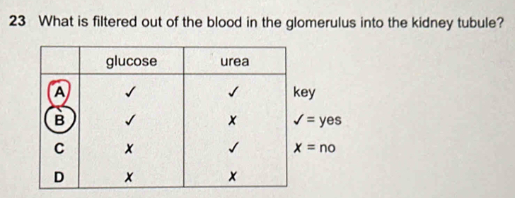 What is filtered out of the blood in the glomerulus into the kidney tubule?
surd =yes