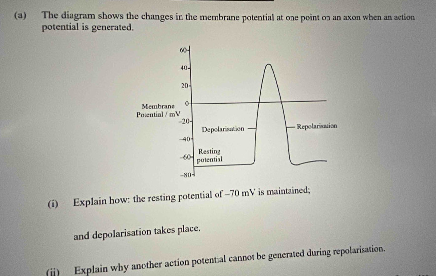 Solved: The diagram shows the changes in the membrane potential at one ...