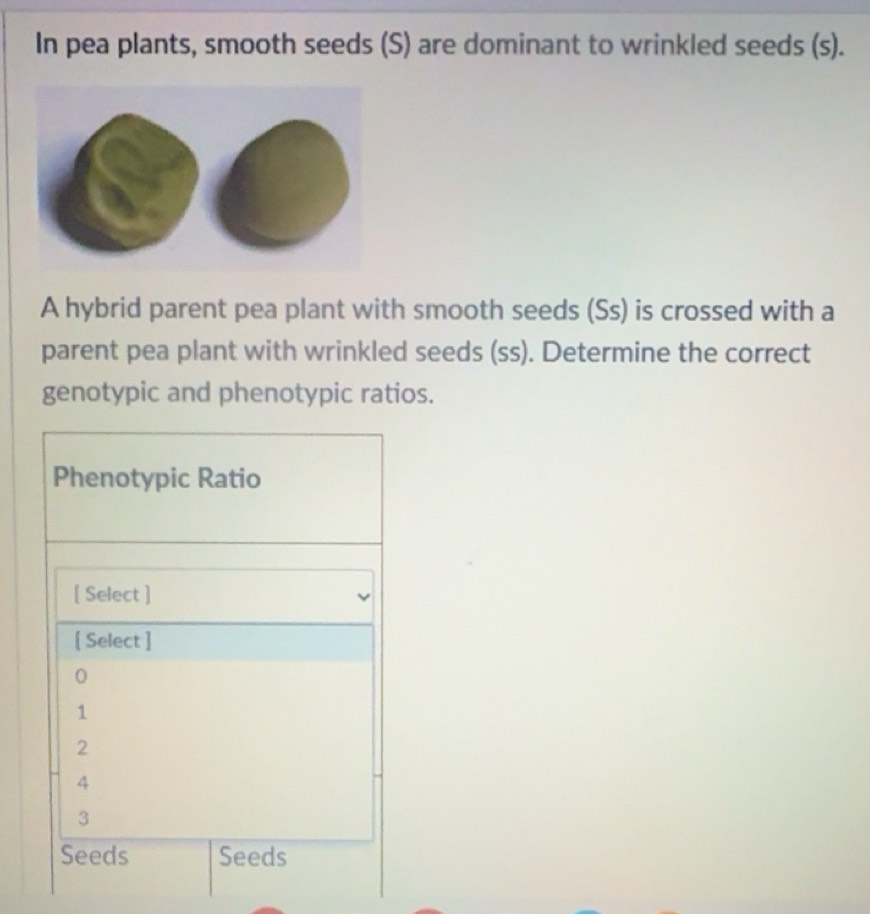Gelöst:In pea plants, smooth seeds (S) are dominant to wrinkled seeds ...