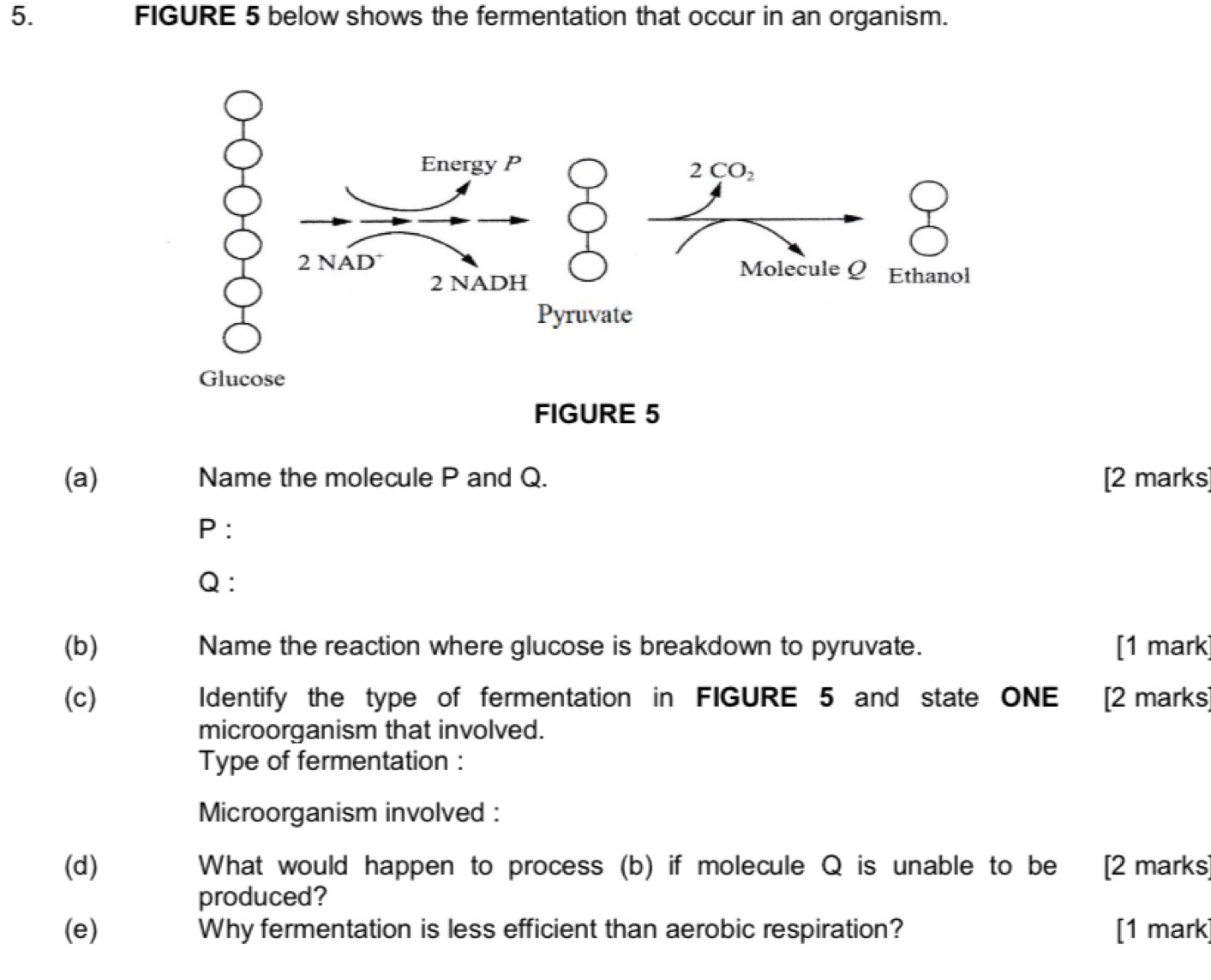 FIGURE 5 below shows the fermentation that occur in an organism. 
Energy P
2CO_2

2 NAD Molecule Q Ethanol 
2 NADH 
Pyruvate 
Glucose 
FIGURE 5 
(a) Name the molecule P and Q. [2 marks] 
P : 
Q : 
(b) Name the reaction where glucose is breakdown to pyruvate. [1 mark 
(c) Identify the type of fermentation in FIGURE 5 and state ONE [2 marks 
microorganism that involved. 
Type of fermentation : 
Microorganism involved : 
(d) What would happen to process (b) if molecule Q is unable to be | [2 marks 
produced? 
(e) Why fermentation is less efficient than aerobic respiration? [1 mark