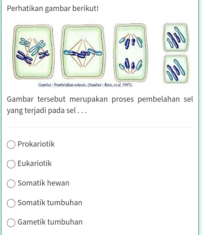 Perhatikan gambar berikut!
Gambar : Pembelahan mitosis. (Sumber : Rost, et af. 1997).
Gambar tersebut merupakan proses pembelahan sel
yang terjadi pada sel . . .
Prokariotik
Eukariotik
Somatik hewan
Somatik tumbuhan
Gametik tumbuhan