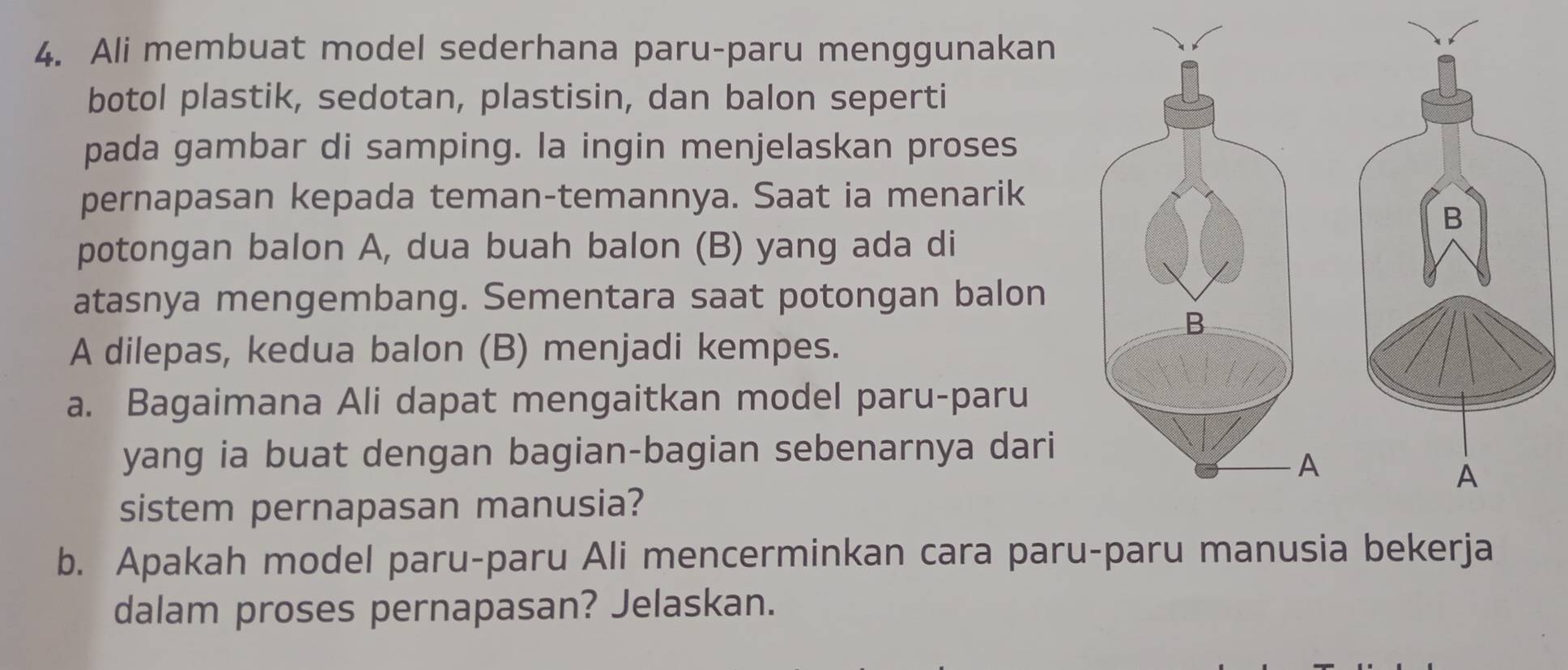 Ali membuat model sederhana paru-paru menggunakan 
botol plastik, sedotan, plastisin, dan balon seperti 
pada gambar di samping. la ingin menjelaskan proses 
pernapasan kepada teman-temannya. Saat ia menarik 
potongan balon A, dua buah balon (B) yang ada di 
atasnya mengembang. Sementara saat potongan balon 
A dilepas, kedua balon (B) menjadi kempes. 
a. Bagaimana Ali dapat mengaitkan model paru-paru 
yang ia buat dengan bagian-bagian sebenarnya dari 
sistem pernapasan manusia? 
b. Apakah model paru-paru Ali mencerminkan cara paru-paru manusia bekerja 
dalam proses pernapasan? Jelaskan.