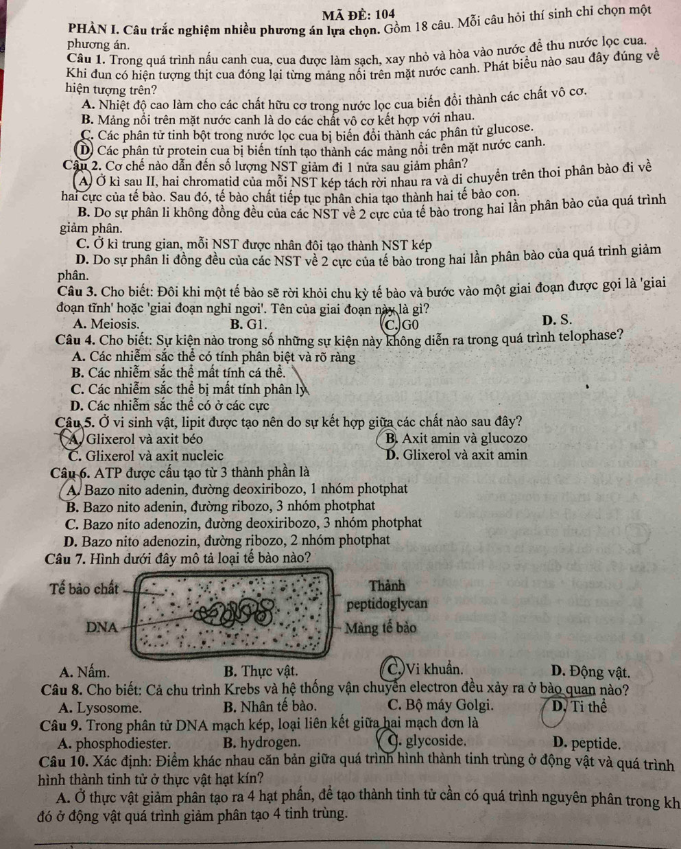 Mã đề: 104
PHÀN I. Câu trắc nghiệm nhiều phương án lựa chọn. Gồm 18 câu. Mỗi câu hỏi thí sinh chỉ chọn một
phương án.
Câu 1. Trong quá trình nấu canh cua, cua được làm sạch, xay nhỏ và hòa vào nước đề thu nước lọc cua.
Khi đun có hiện tượng thịt cua đóng lại từng mảng nổi trên mặt nước canh. Phát biểu nào sau đây đúng về
hiện tượng trên?
A. Nhiệt độ cao làm cho các chất hữu cơ trong nước lọc cua biến đổi thành các chất vô cơ.
B. Mảng nổi trên mặt nước canh là do các chất vô cơ kết hợp với nhau.
C. Các phân tử tinh bột trong nước lọc cua bị biển đổi thành các phân tử glucose.
D) Các phân tử protein cua bị biến tính tạo thành các mảng nổi trên mặt nước canh.
Cầu 2. Cơ chế nào dẫn đến số lượng NST giảm đi 1 nửa sau giảm phân?
A) Ở kì sau II, hai chromatid của mỗi NST kép tách rời nhau ra và di chuyển trên thoi phân bào đi về
hai cực của tế bào. Sau đó, tế bào chất tiếp tục phân chia tạo thành hai tế bào con.
B. Do sự phân li không đồng đều của các NŠT về 2 cực của tế bào trong hai lần phân bào của quá trình
giảm phân.
C. Ở kì trung gian, mỗi NST được nhân đôi tạo thành NST kép
D. Do sự phân li đồng đều của các NST về 2 cực của tế bào trong hai lần phân bào của quá trình giảm
phân.
Câu 3. Cho biết: Đôi khi một tế bào sẽ rời khỏi chu kỳ tế bào và bước vào một giai đoạn được gọi là 'giai
đoạn tĩnh' hoặc 'giai đoạn nghỉ ngơi'. Tên của giai đoạn này là gì?
A. Meiosis. B. G1. C.)G0 D. S.
Câu 4. Cho biết: Sự kiện nào trong số những sự kiện này không diễn ra trong quá trình telophase?
A. Các nhiễm sắc thể có tính phân biệt và rõ ràng
B. Các nhiễm sắc thể mất tính cá thể.
C. Các nhiễm sắc thể bị mất tính phân ly
D. Các nhiễm sắc thể có ở các cực
Câu 5. Ở vi sinh vật, lipit được tạo nên do sự kết hợp giữa các chất nào sau đây?
A. Glixerol và axit béo B. Axit amin và glucozo
C. Glixerol và axit nucleic D. Glixerol và axit amin
Câu 6. ATP được cấu tạo từ 3 thành phần là
A. Bazo nito adenin, đường deoxiribozo, 1 nhóm photphat
B. Bazo nito adenin, đường ribozo, 3 nhóm photphat
C. Bazo nito adenozin, đường deoxiribozo, 3 nhóm photphat
D. Bazo nito adenozin, đường ribozo, 2 nhóm photphat
Câu 7. Hình dưới đây mô tả loại tế bào nào?
Tế bào chất Thành
196
peptidoglycan
DNA Màng tế bảo
A. Nấm. B. Thực vật. C.)Vi khuẩn.
D. Động vật.
Câu 8. Cho biết: Cả chu trình Krebs và hệ thống vận chuyển electron đều xảy ra ở bào quan nào?
A. Lysosome. B. Nhân tế bào.  C. Bộ máy Golgi. D, Ti thể
Câu 9. Trong phân tử DNA mạch kép, loại liên kết giữa hai mạch đơn là
A. phosphodiester. B. hydrogen. . glycoside. D. peptide.
Câu 10. Xác định: Điểm khác nhau căn bản giữa quá trình hình thành tinh trùng ở động vật và quá trình
hình thành tinh tử ở thực vật hạt kín?
A. Ở thực vật giảm phân tạo ra 4 hạt phần, để tạo thành tinh tử cần có quá trình nguyên phân trong kh
đó ở động vật quá trình giảm phân tạo 4 tinh trùng.