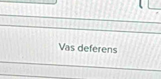 Vas deferens