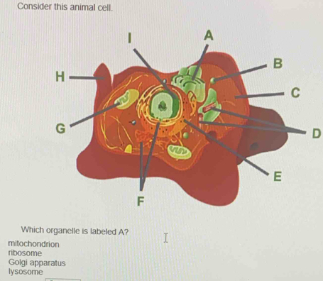 Solved: Consider this animal cell. D Which organelle is labeled A ...