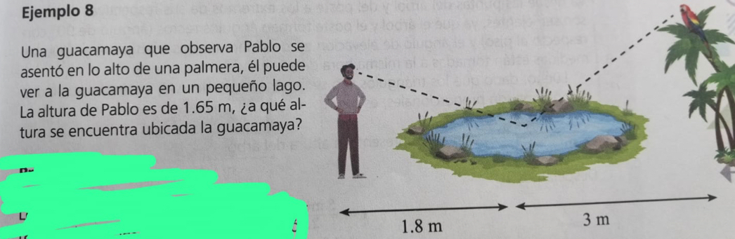 Ejemplo 8 
Una guacamaya que observa Pablo s 
asentó en lo alto de una palmera, él pued 
ver a la guacamaya en un pequeño lago 
La altura de Pablo es de 1.65 m, ¿a qué al 
tura se encuentra ubicada la guacamaya?