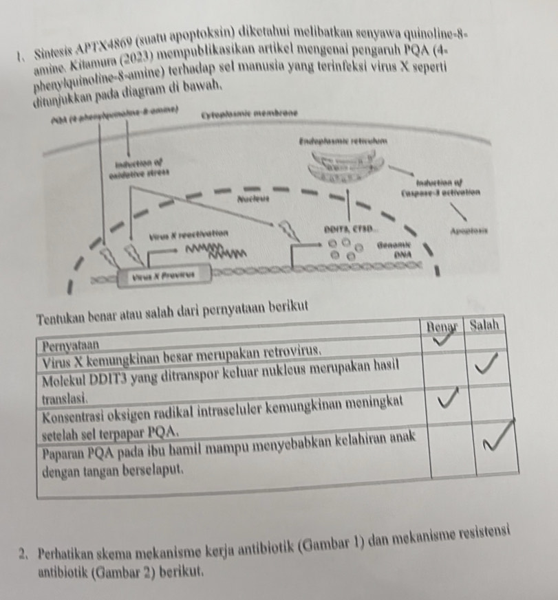 Sintesis APTX4869 (suatu apoptoksin) diketahui melibatkan senyawa quinoline- 8
amine. Kitamura (2023) mempublikasikan artikel mengenai pengaruh PQA (4- 
phenylquinoline-8-amine) terhadap sel manusia yang terinfeksi virus X seperti 
an pada diagram di bawah. 
ikut 
2. Perbatikan skema mekanisme kerja antibiotik (Gambar 1) dan mekanisme resistensi 
antibiotik (Gambar 2) berikut.