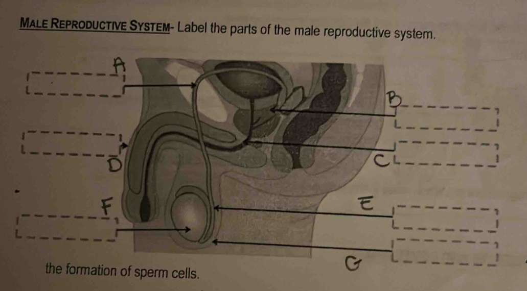 Solved: MALE REProducTIvE SYsTEM- Label the parts of the male ...